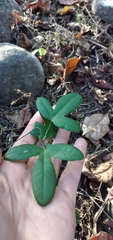Passiflora tucumanensis