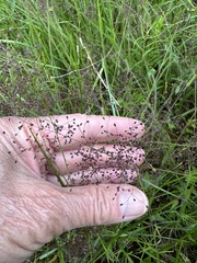 Dichanthelium huachucae