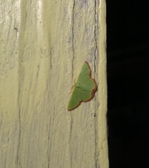 Eucrostes indigenata