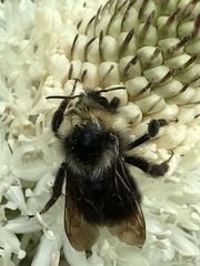 Bombus flavidus flavidus