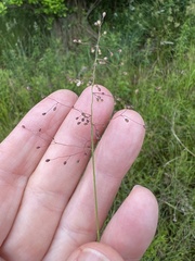 Dichanthelium huachucae