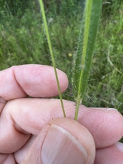 Dichanthelium huachucae