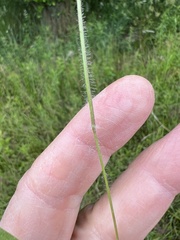 Dichanthelium huachucae