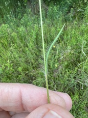 Dichanthelium huachucae