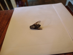 Tabanus trimaculatus