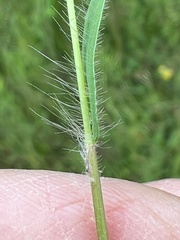 Dichanthelium huachucae