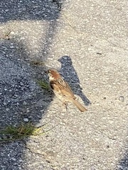 Passer domesticus