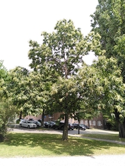 Castanea sativa