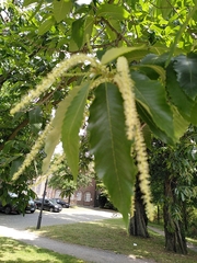 Castanea sativa