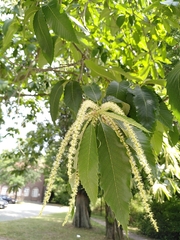 Castanea sativa