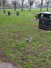 Sciurus carolinensis