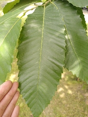 Castanea sativa