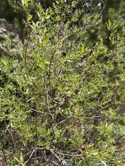 Salix lemmonii
