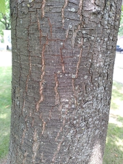 Castanea sativa