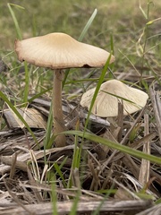 Agaricales
