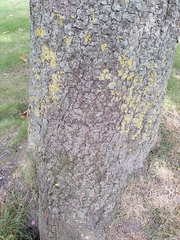 Castanea sativa