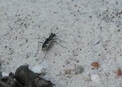 Ellipsoptera wapleri