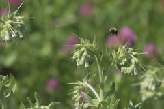 Lithospermum occidentale