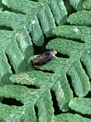 Olethreutes auricapitana