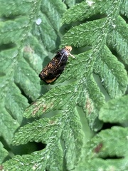 Olethreutes auricapitana