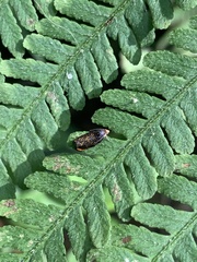 Olethreutes auricapitana