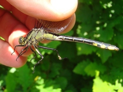Gomphurus fraternus