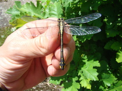 Gomphurus fraternus