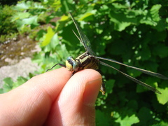 Gomphurus fraternus