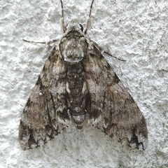 Ceratomia undulosa