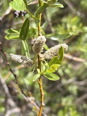 Salix lemmonii