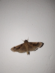 Pilocrocis milvinalis
