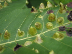 Phylloxera caryaefallax