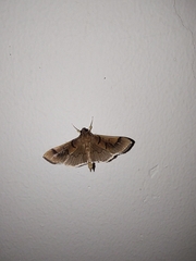 Pilocrocis milvinalis