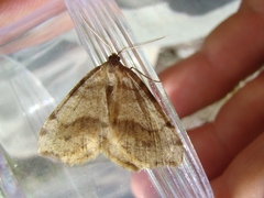 Macaria occiduaria