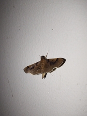 Pilocrocis milvinalis