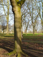 Sciurus carolinensis