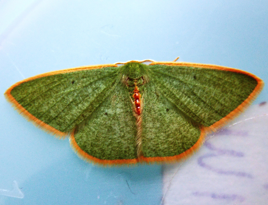 Oospila pallidaria