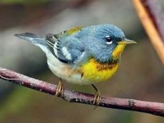 Setophaga americana image