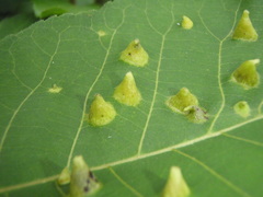 Phylloxera caryaefallax