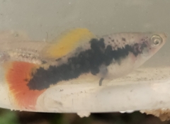 Xiphophorus variatus