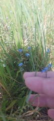 Myosotis imitata