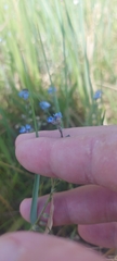 Myosotis imitata