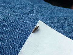 Agrilinae