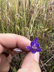 Brodiaea rosea rosea