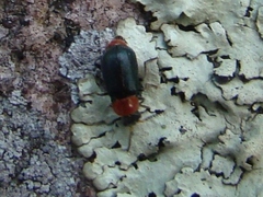 Gastrophysa polygoni