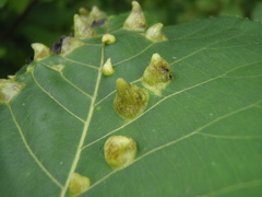 Phylloxera caryaefallax