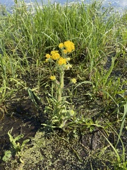 Tephroseris palustris