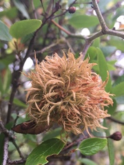 Asphondylia ceanothi