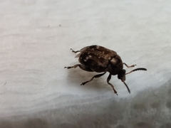 Bruchus pisorum
