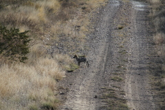 Lycalopex gymnocercus